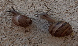ככה זה כשיש שניים