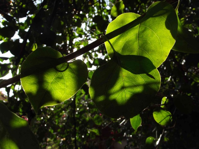 green-leafs