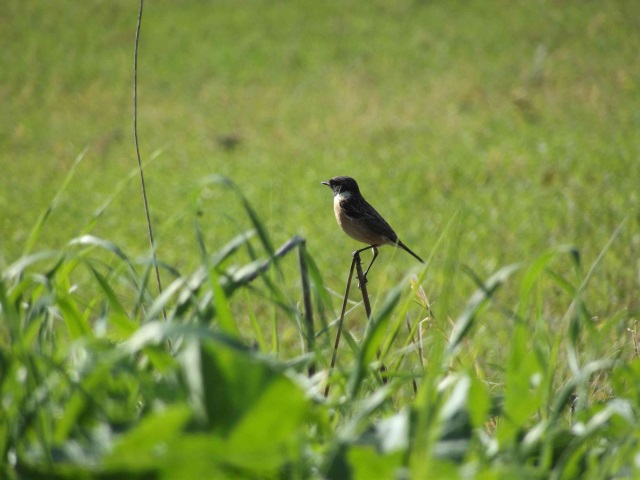 small-bird
