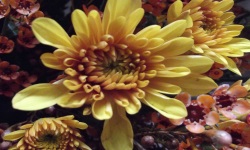 yellow-flower
